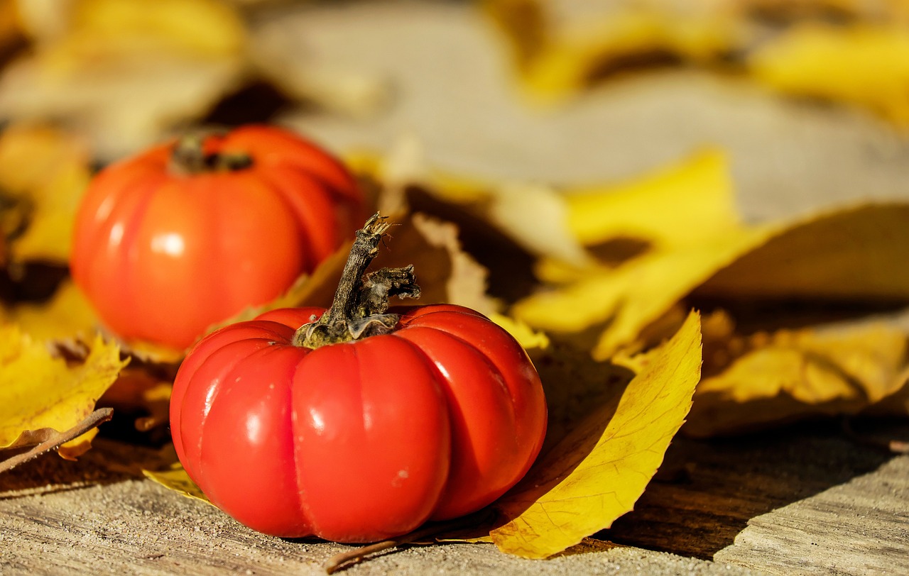 Top 5 Tips for Growing Healthy Tomatoes